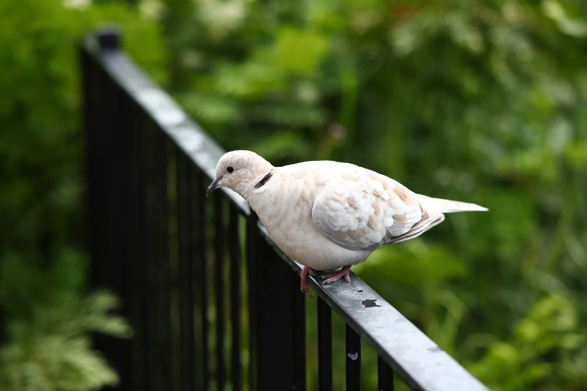 Collared Dove perched on a metal railing