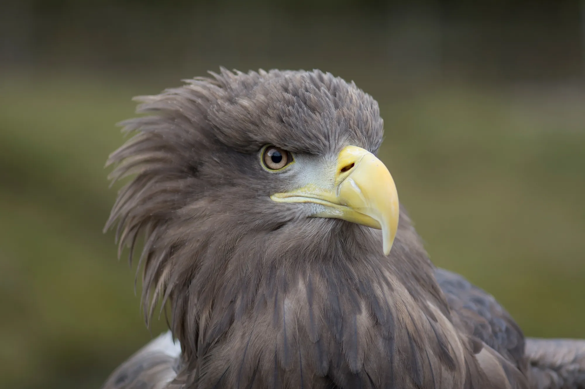 Head of a female White-tailed Eagle in captivity
