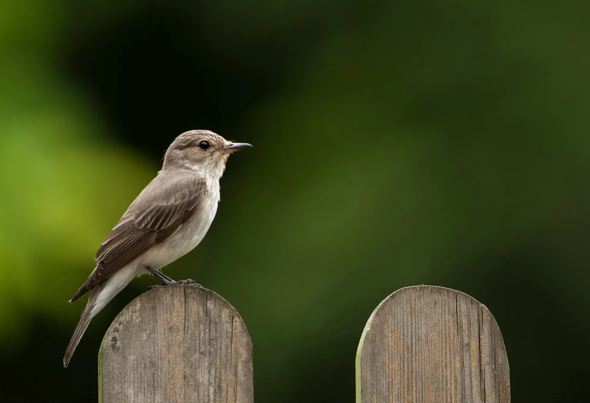 Spotted Flycatcher perched on a wooden post of a front garden gate.