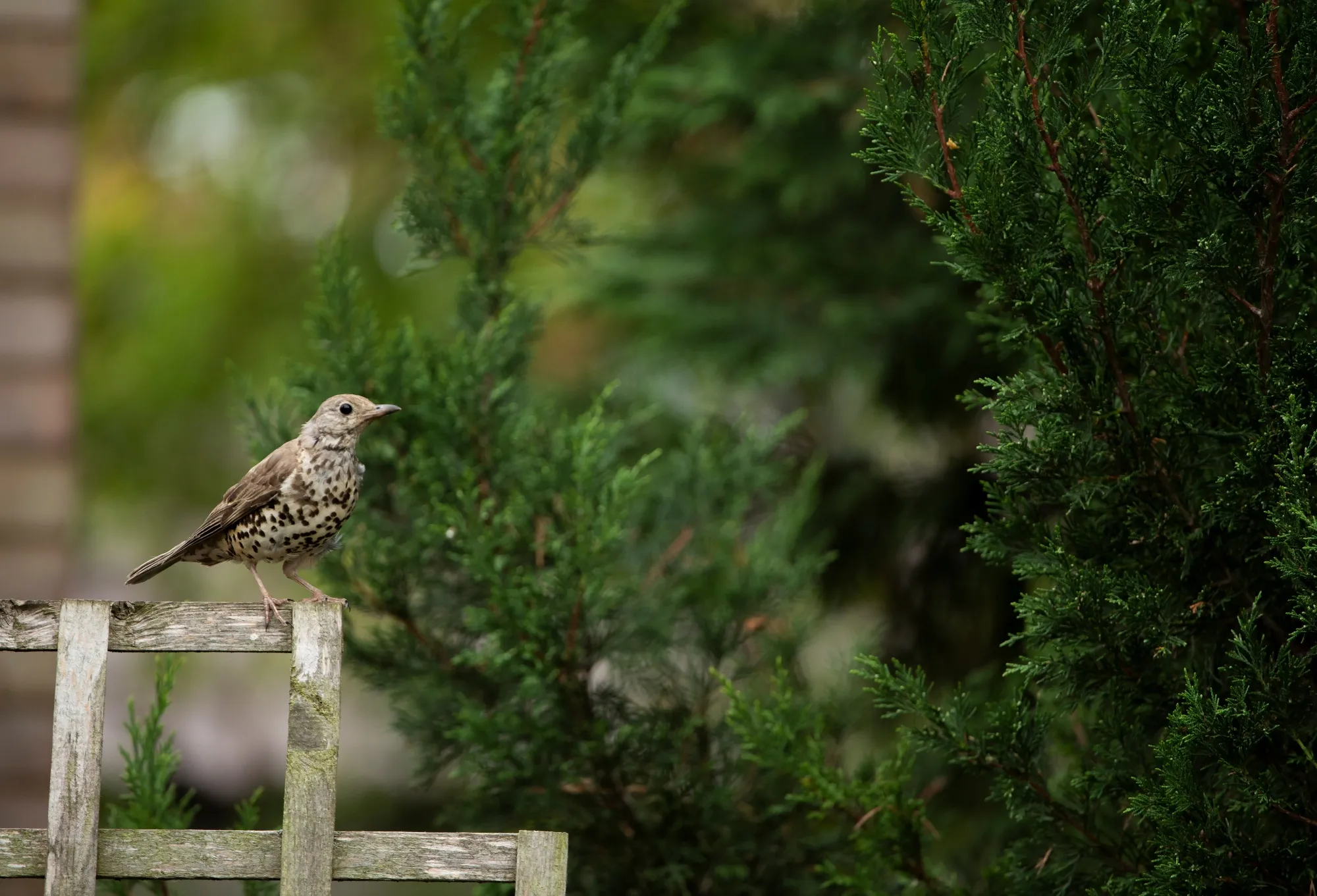 Mistle Thrush adult perched on garden fence
