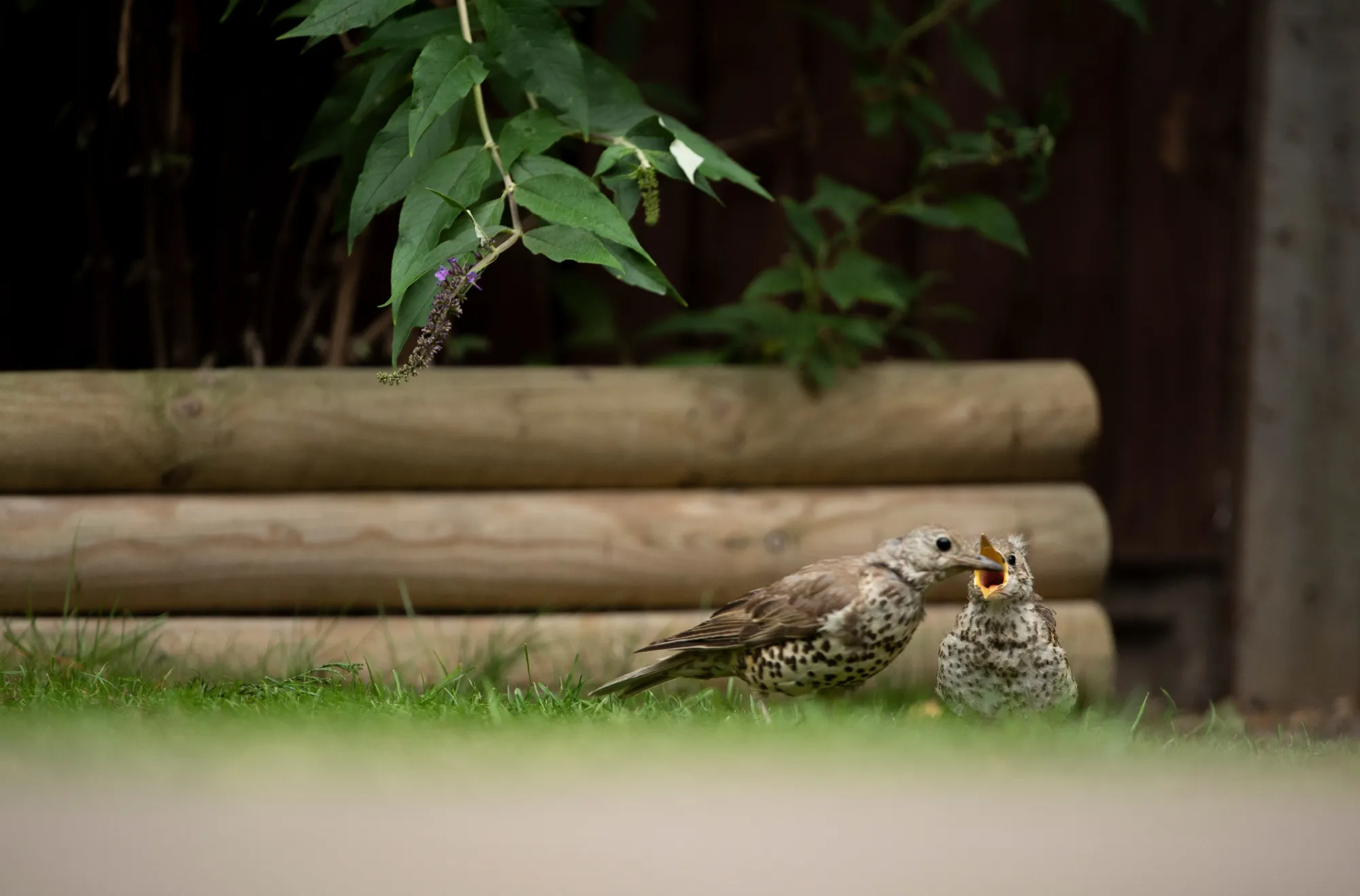 Mistle Thrush feeding fledgling on the ground