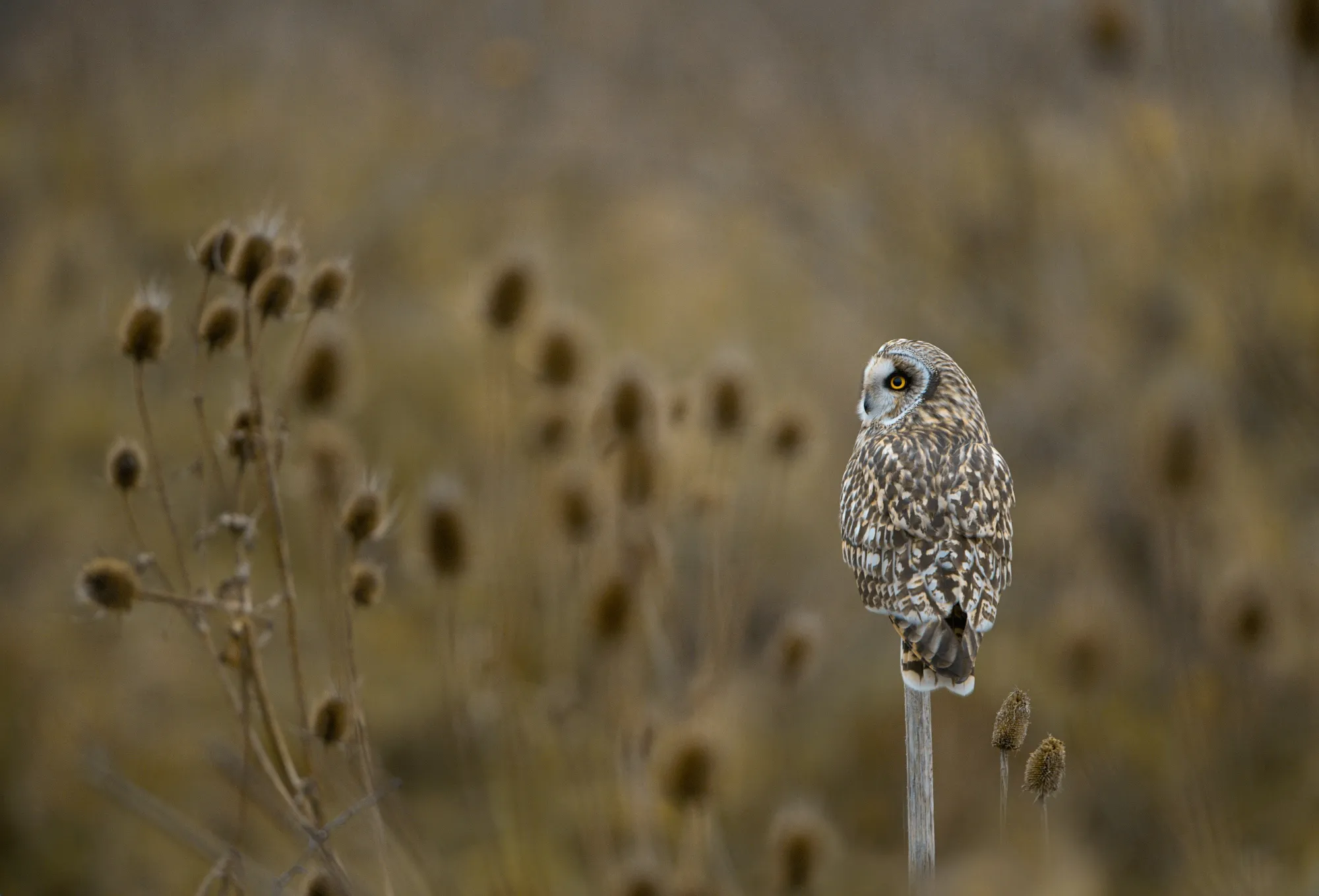 Short-eared Owl, adult perched on post