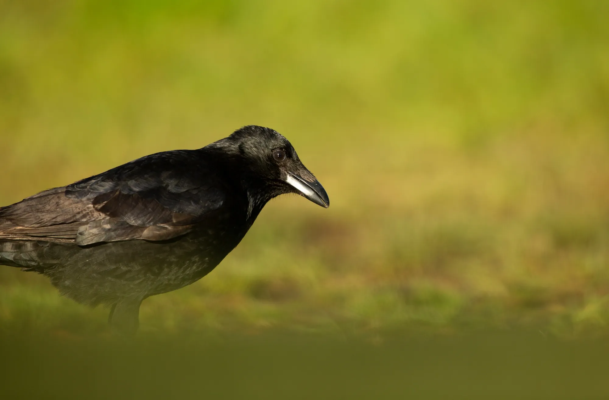 Carrion Crow drinking from a depression in the ground.