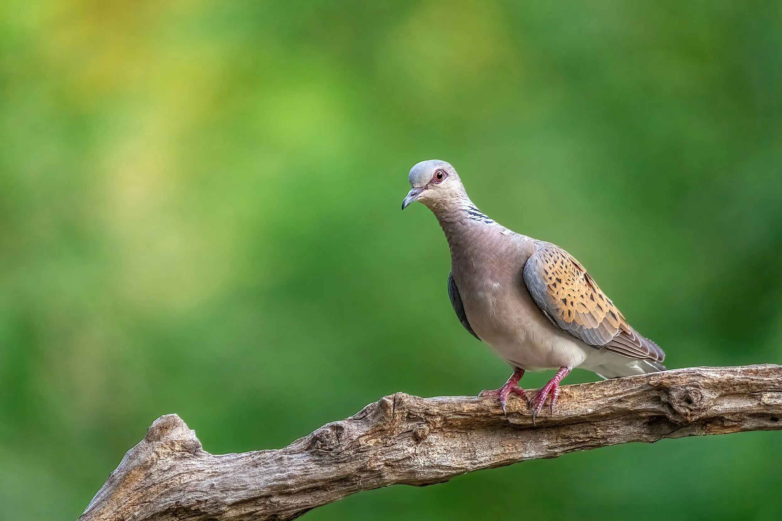Turtle Dove perched on a branch.