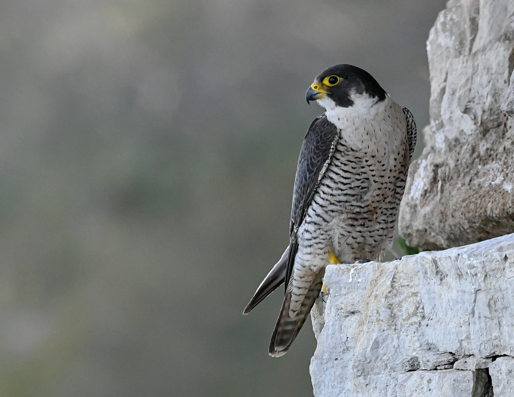 A Peregrine perched on small ledge in a cliff face.