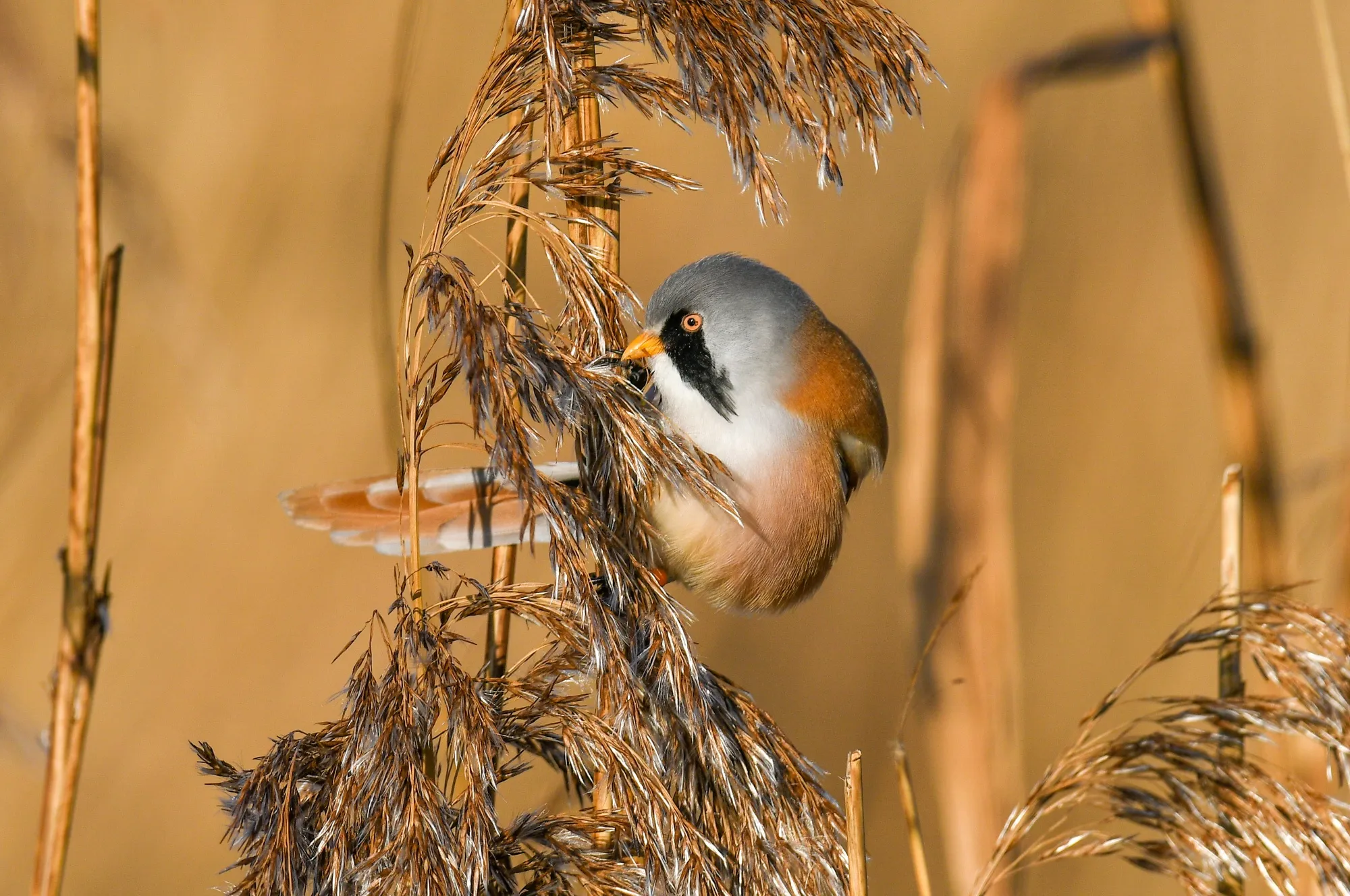 Bearded Tit, adult male perched on reed stem at RSPB Radipole Lake