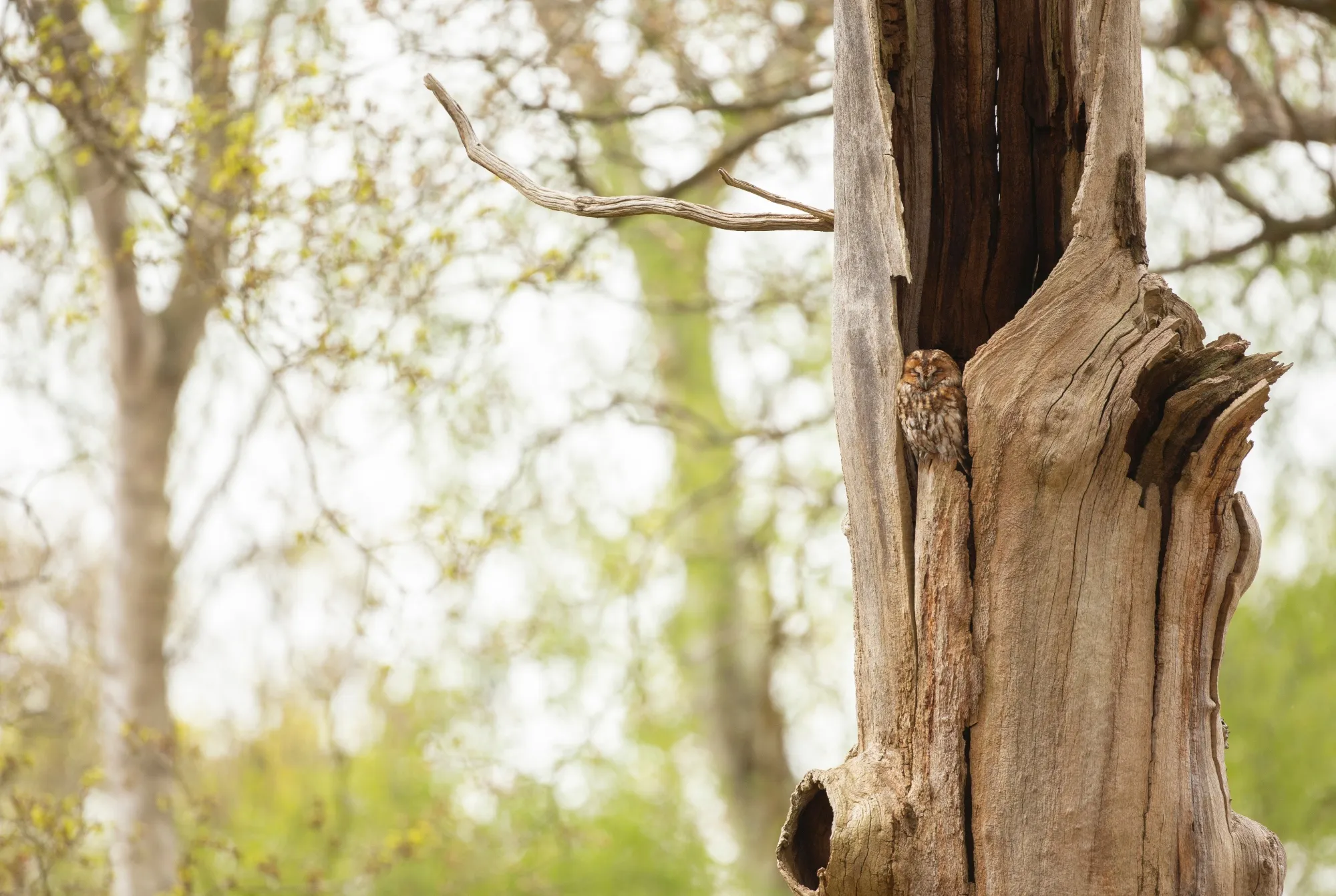 Tawny Owl, adult roosting in tree crevice