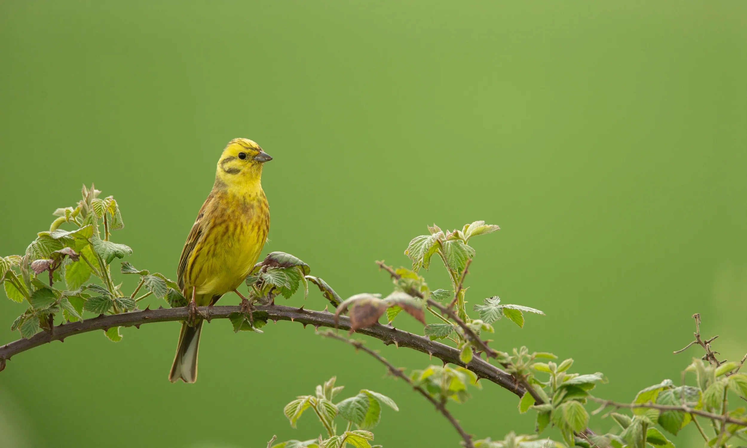 Yellowhammer perched on a bramble branch.