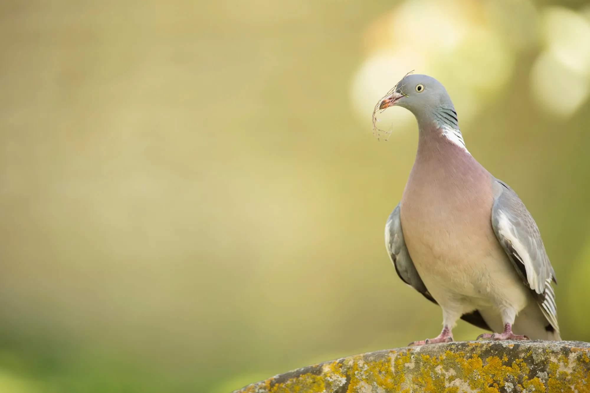 Male Woodpigeon perched on a stone structure with nesting material