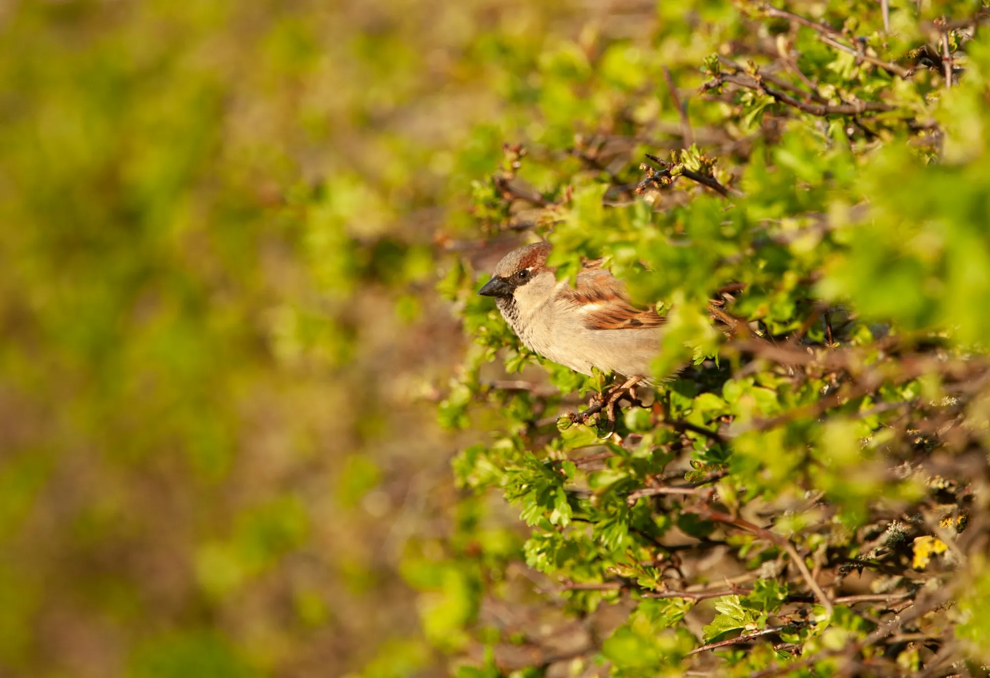 A House Sparrow perched on a hedge