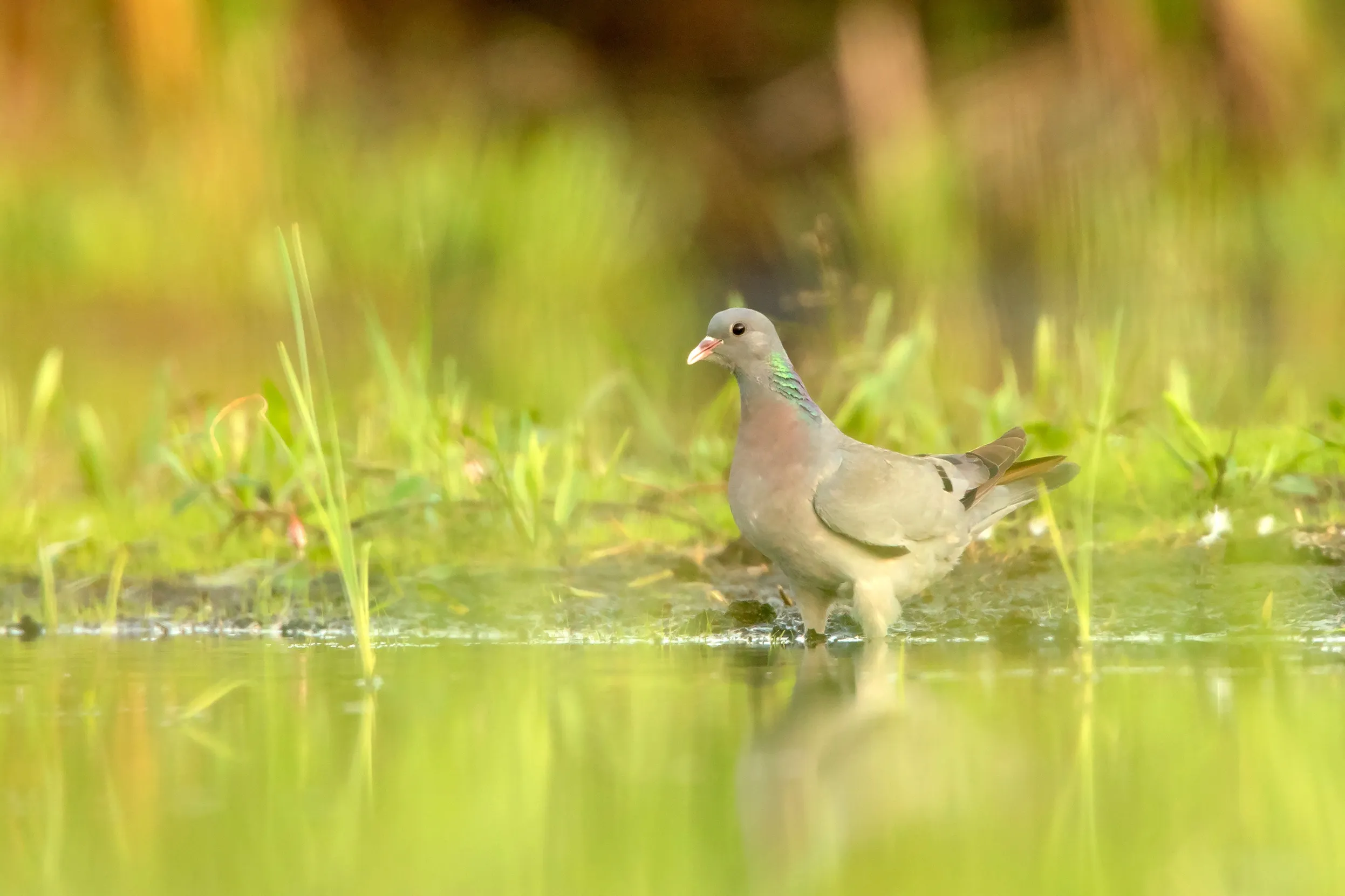 Stock Dove wadding in shallow waters