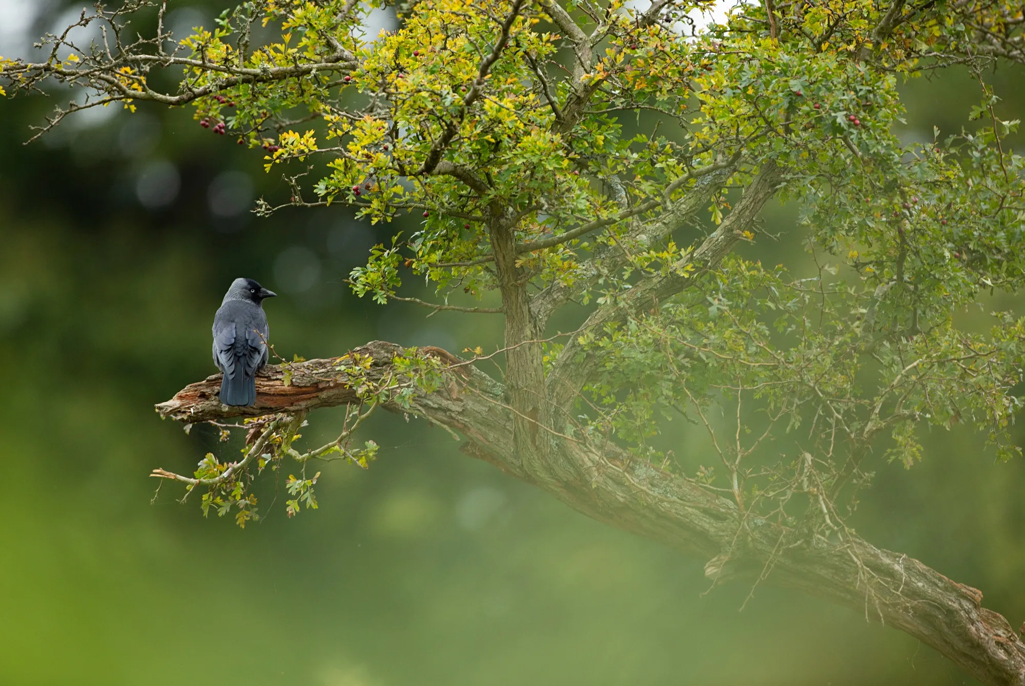 Jackdaw perched in a tree