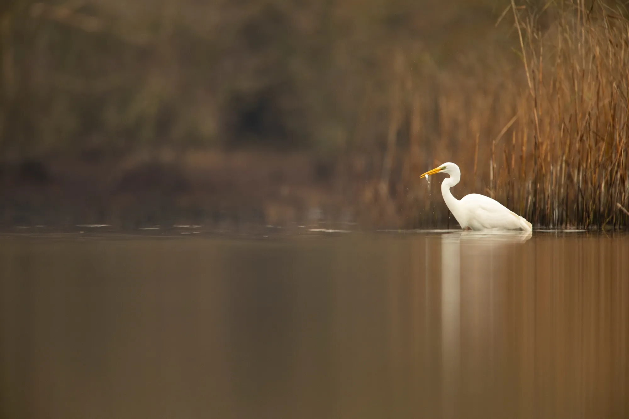 A lone Great White Egret fishing in front of reedbeds.
