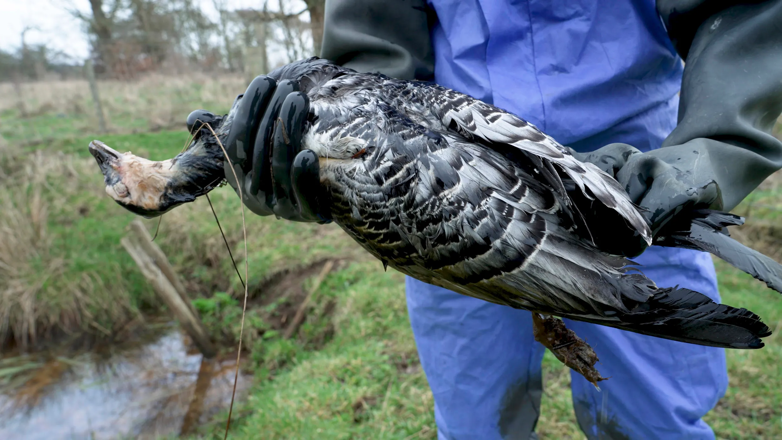 A person holding a bird that has died of bird flu in their gloved hands.