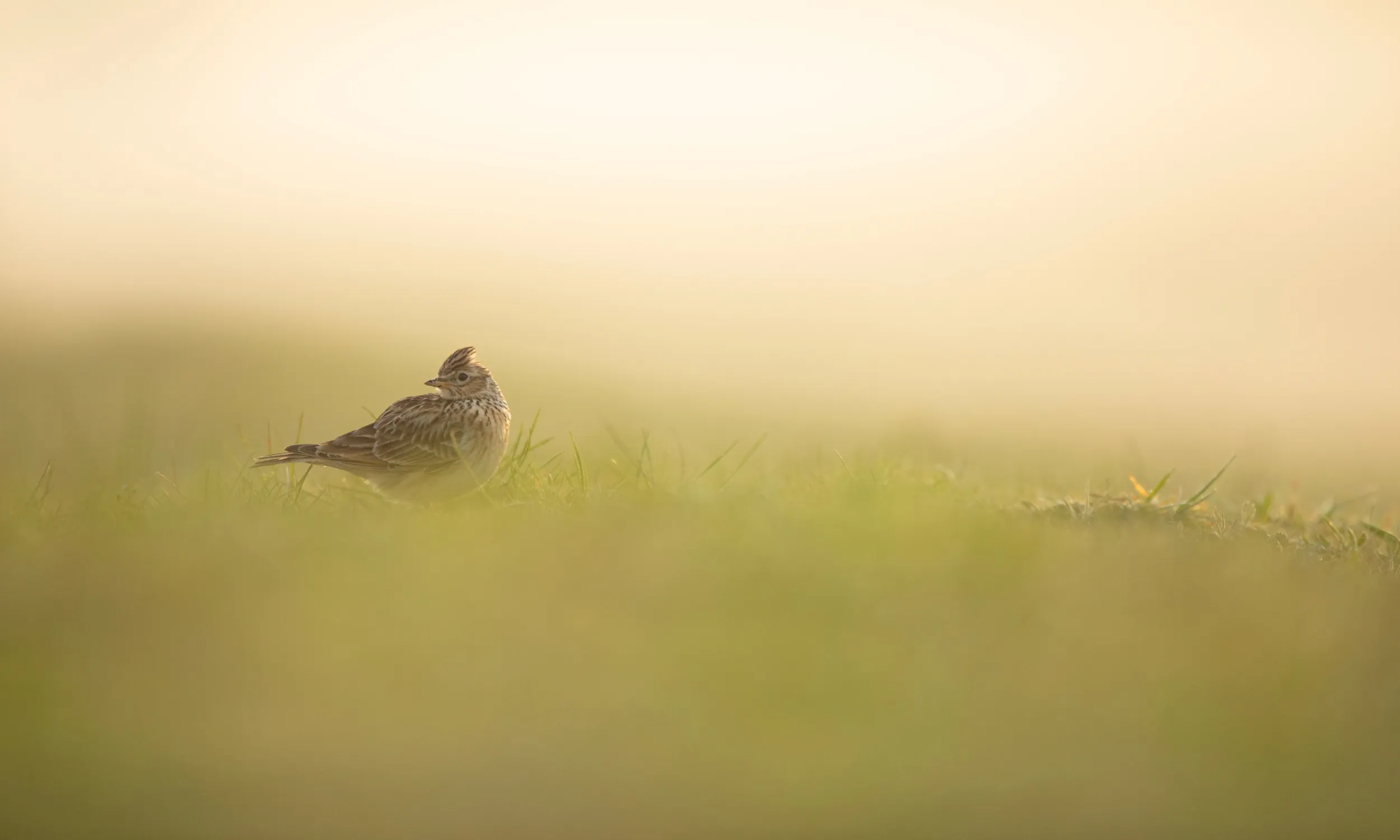 A lone Skylark stood on grassland amongst early morning mist.
