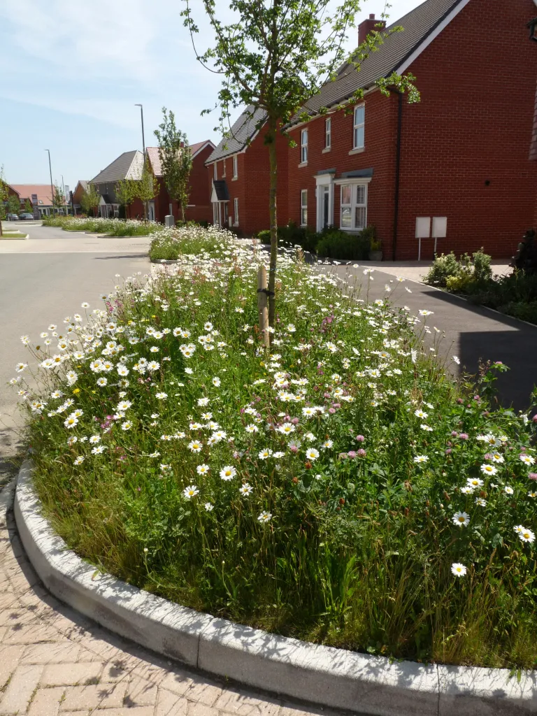 Barratt Developments street with wildflower verges on the roadside.