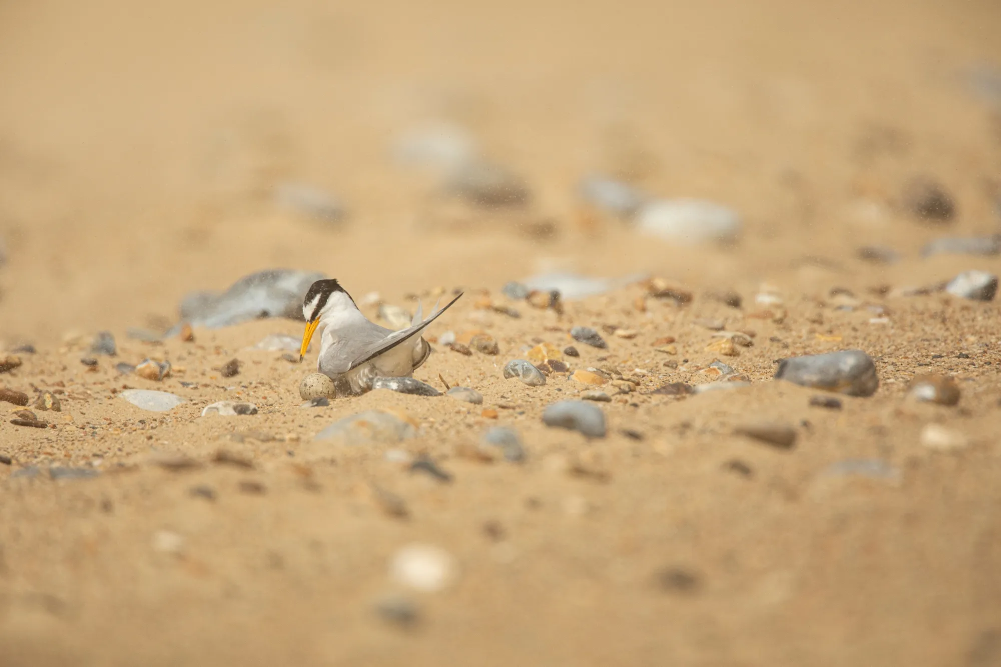 A Little Tern tends to its nest on the rocky beach.