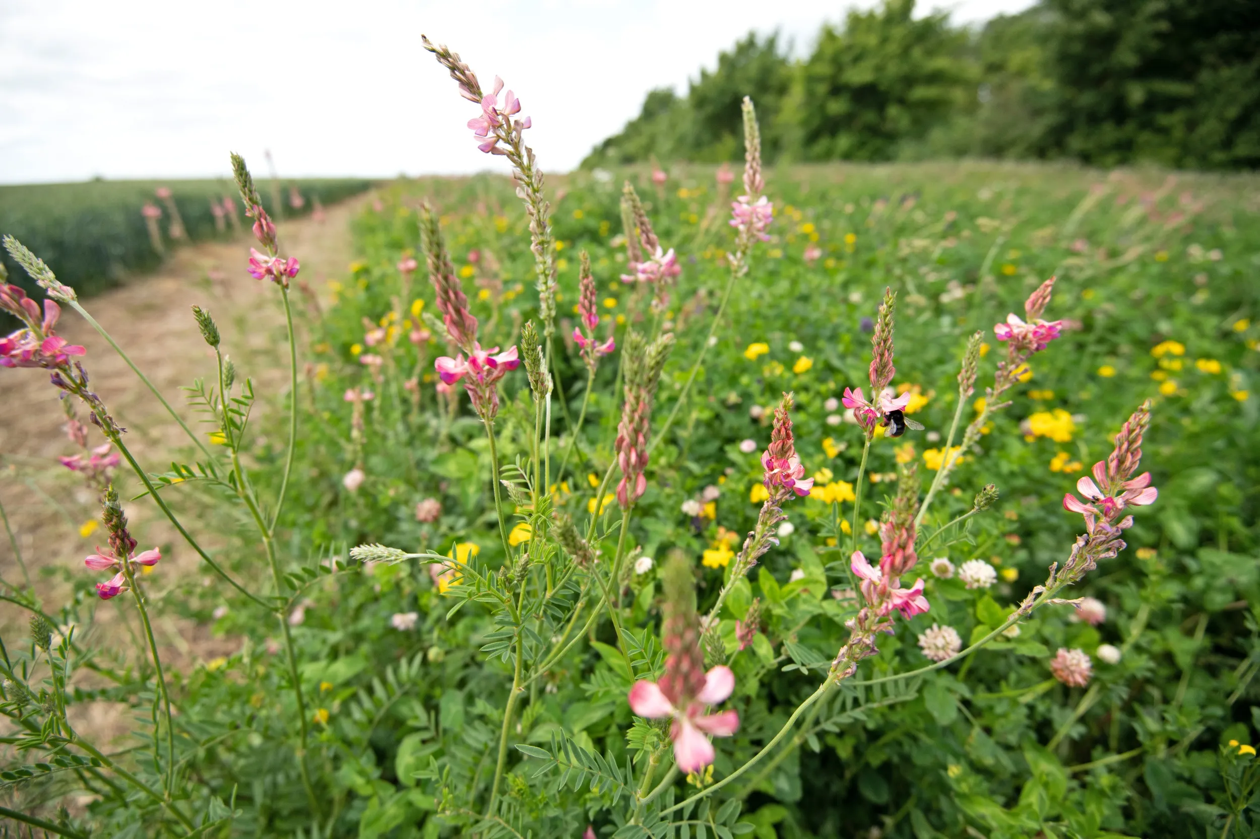 Wildflower margins at RSPB Hope Farm.