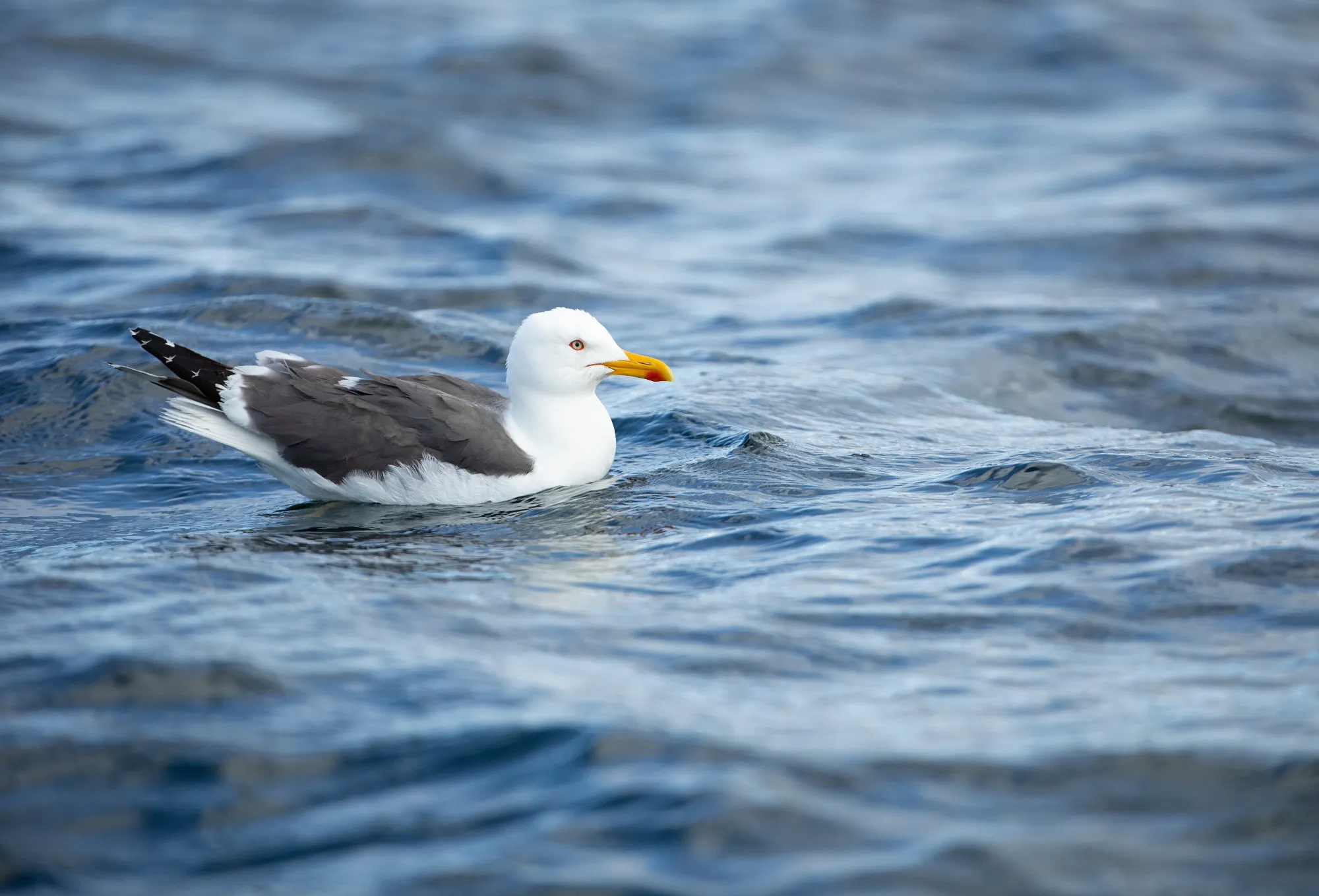 Lesser Black-backed Gull, adult resting on water