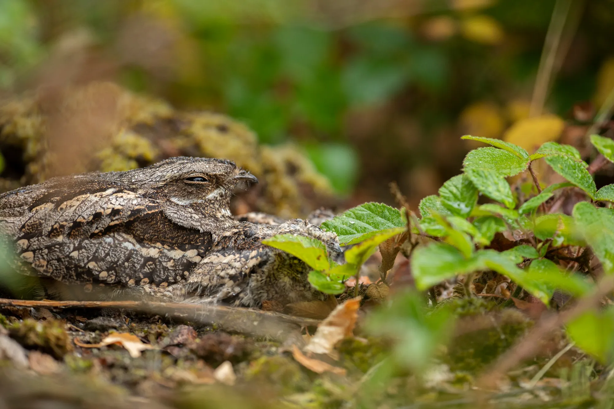 European nightjar, adult female sitting on nest site next to two hunkered chicks