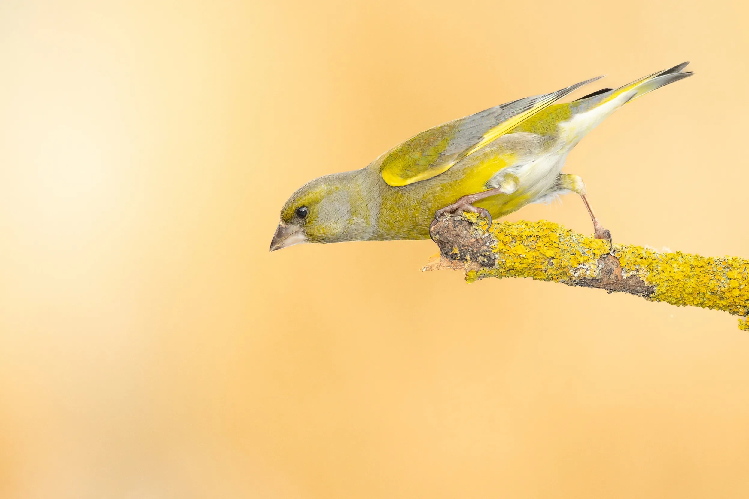 Greenfinch perched at the end of a lichen covered branch.