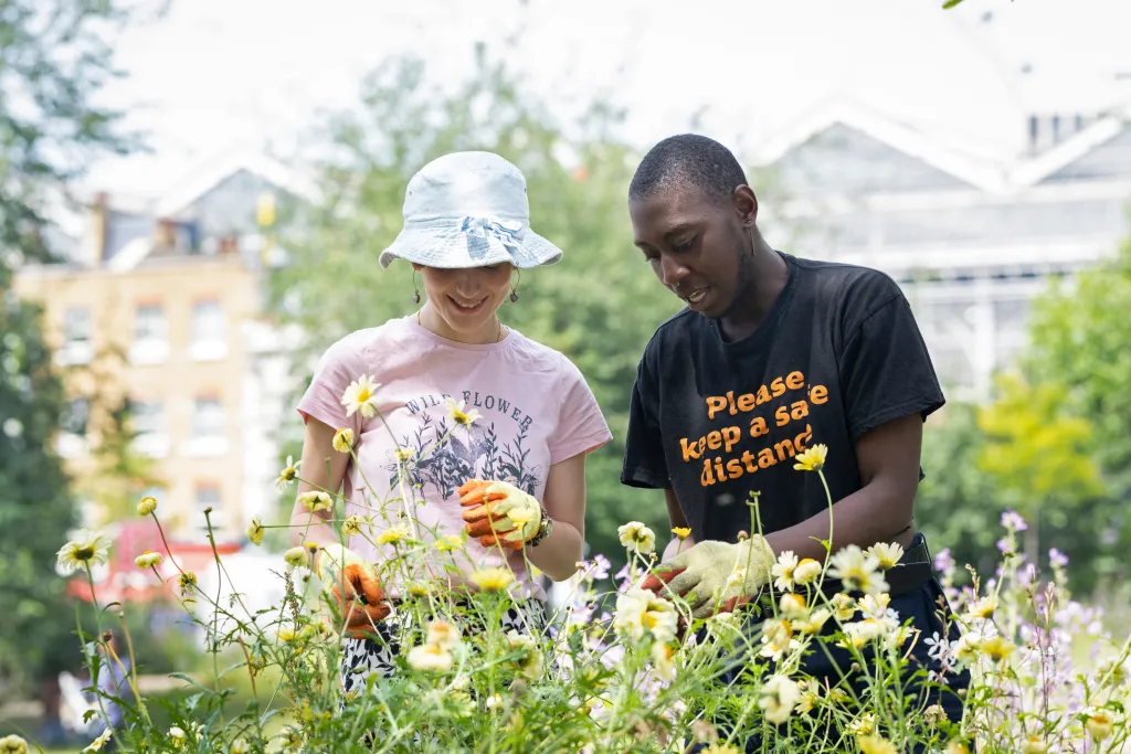 Two people with gardening gloves on tend to planted wildflowers.