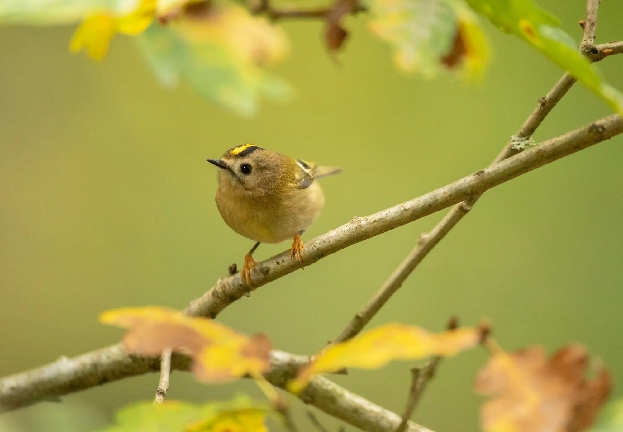 Goldcrest perched on a branch, its head to one side 
