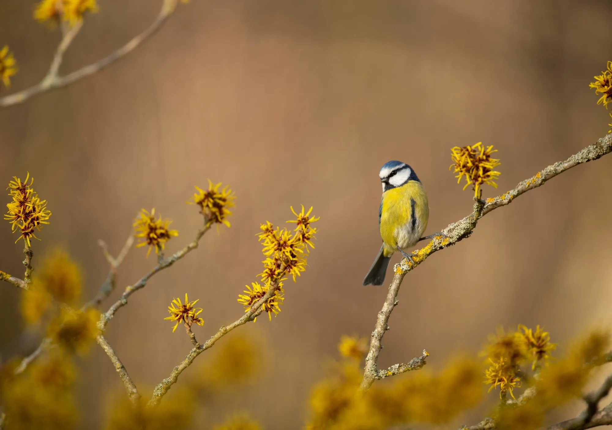Blue Tit, adult perched in witch hazel tree