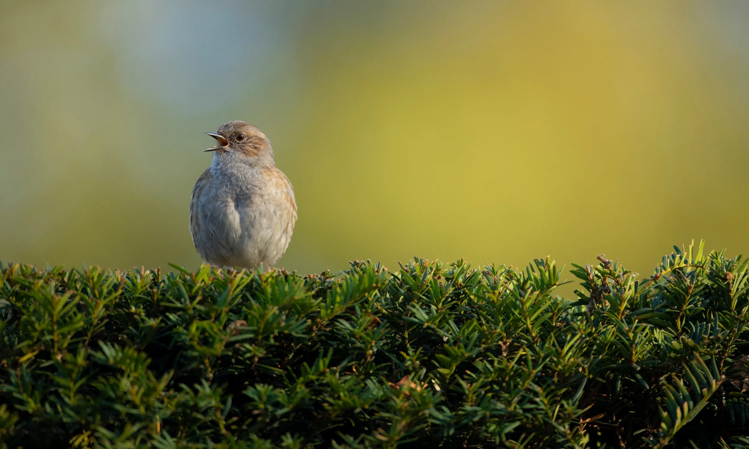 Dunnock perched on ornamental hedge singing