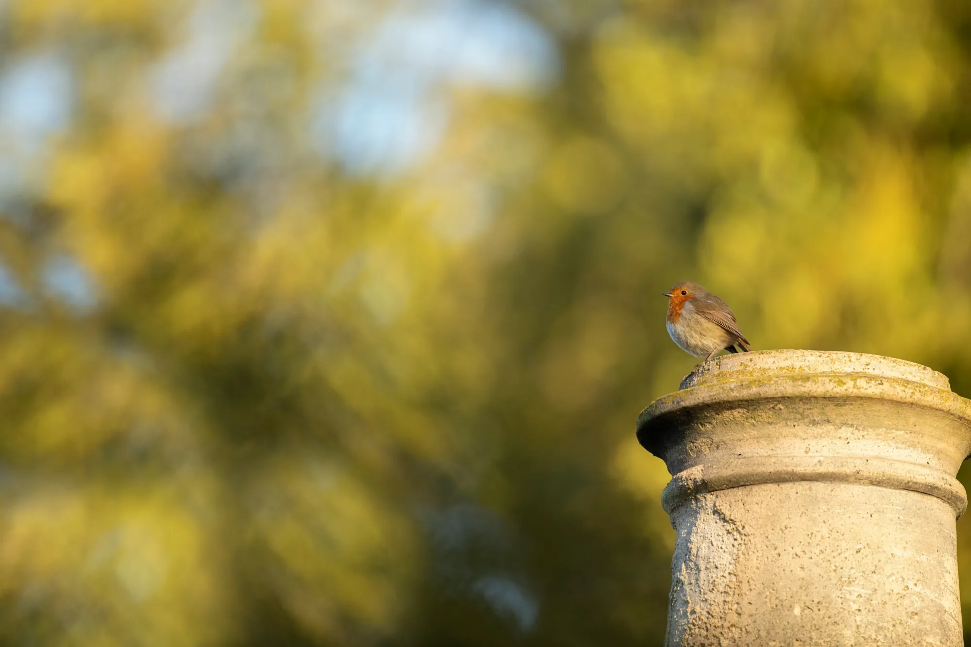 Robin perched on chimney pot