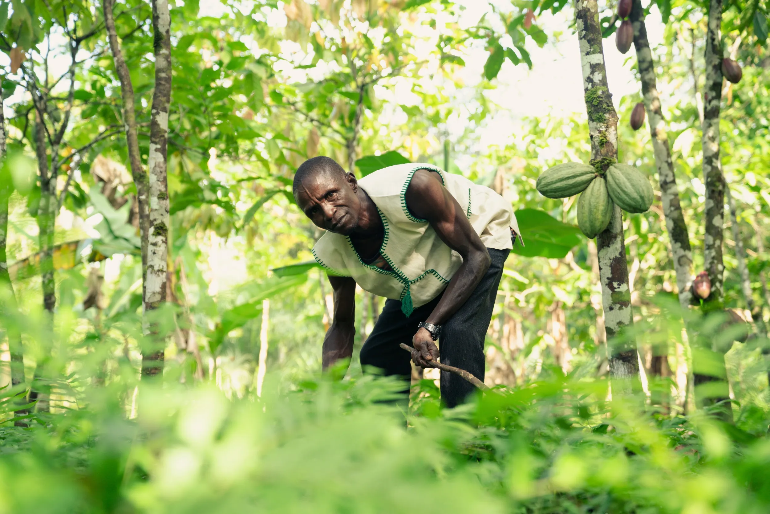 A Cocoa farmer working in partnership with BirdLife International. 