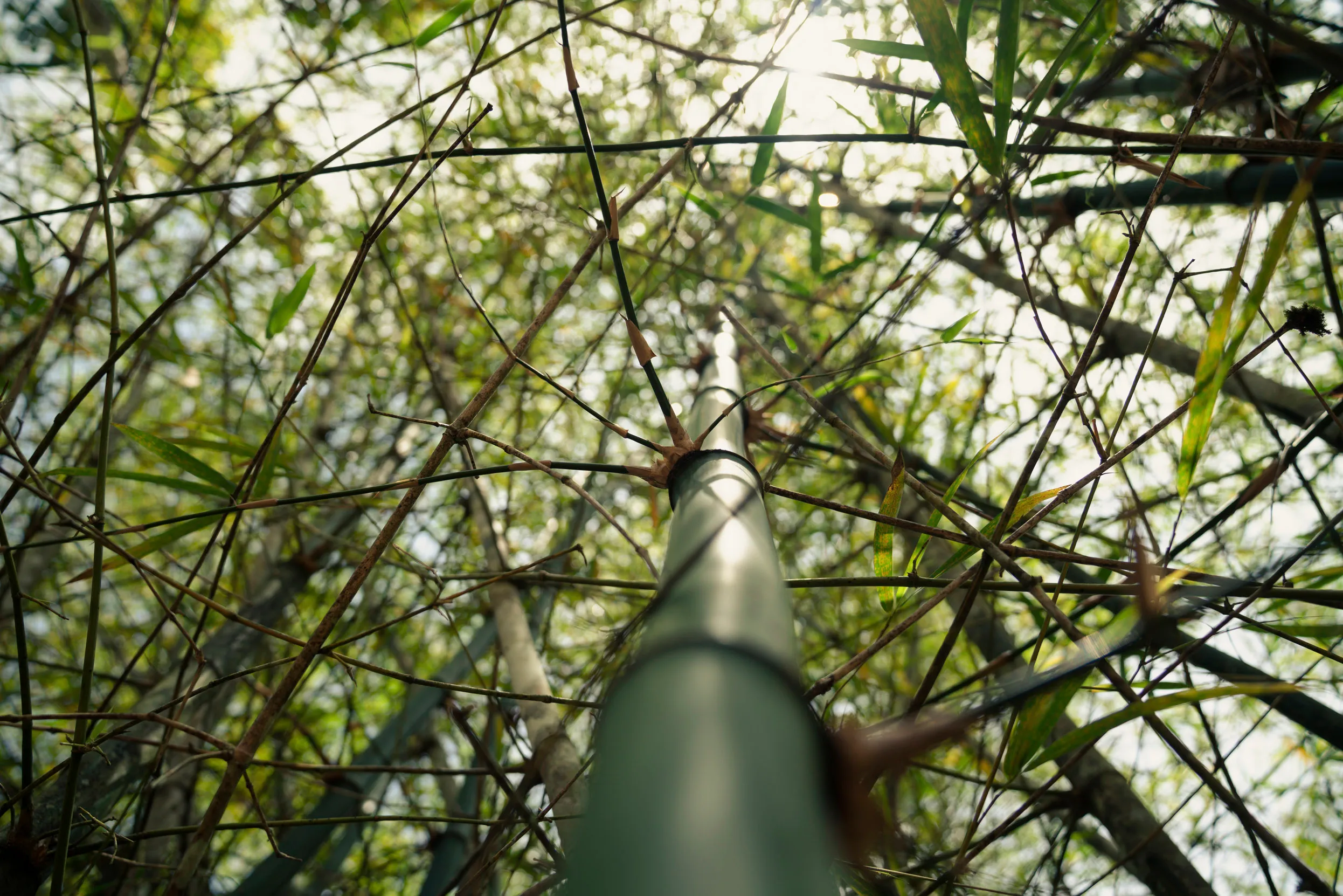 The view looking up at a Bamboo tree and its leaves.