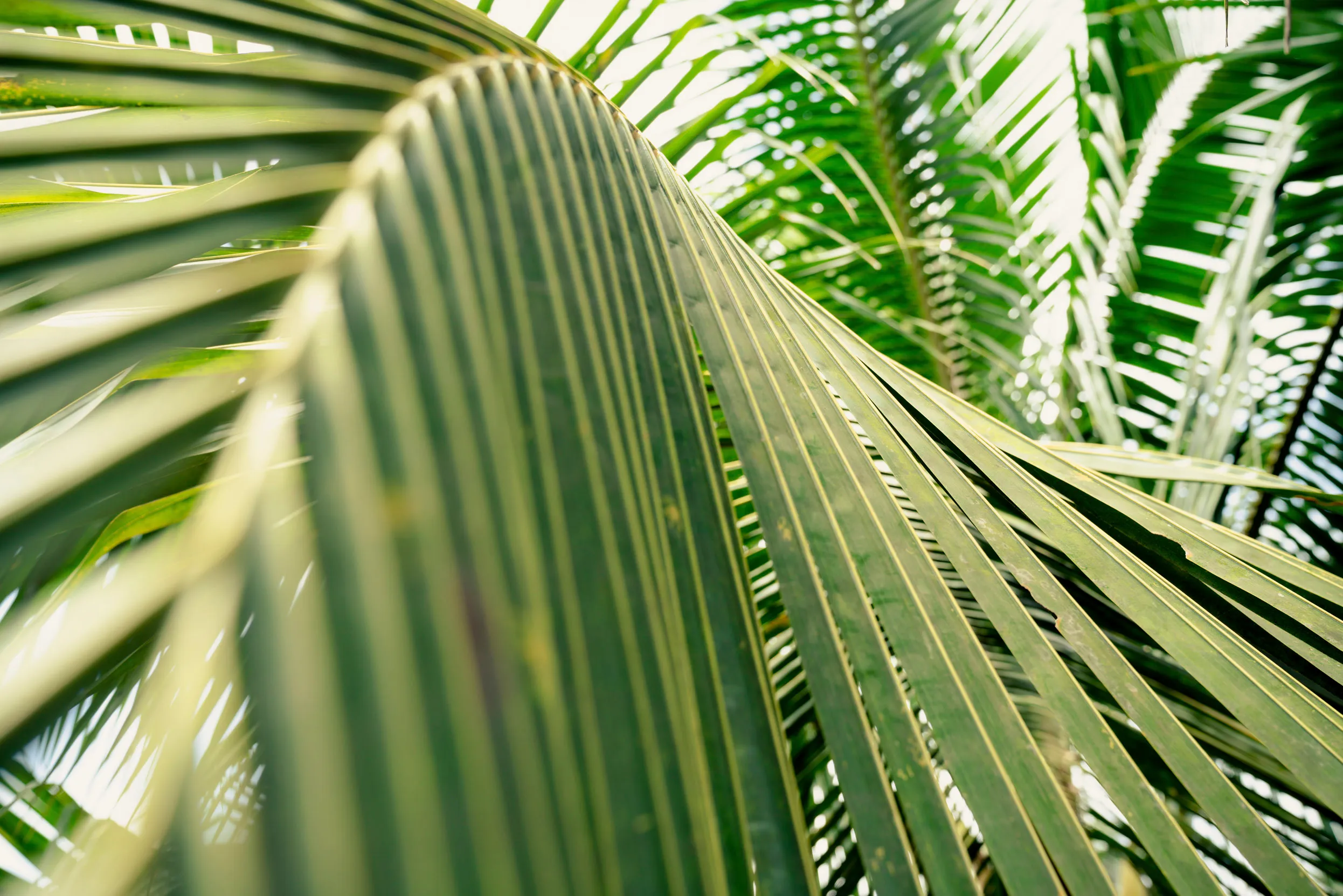 A close up of a fan shaped green leaf.