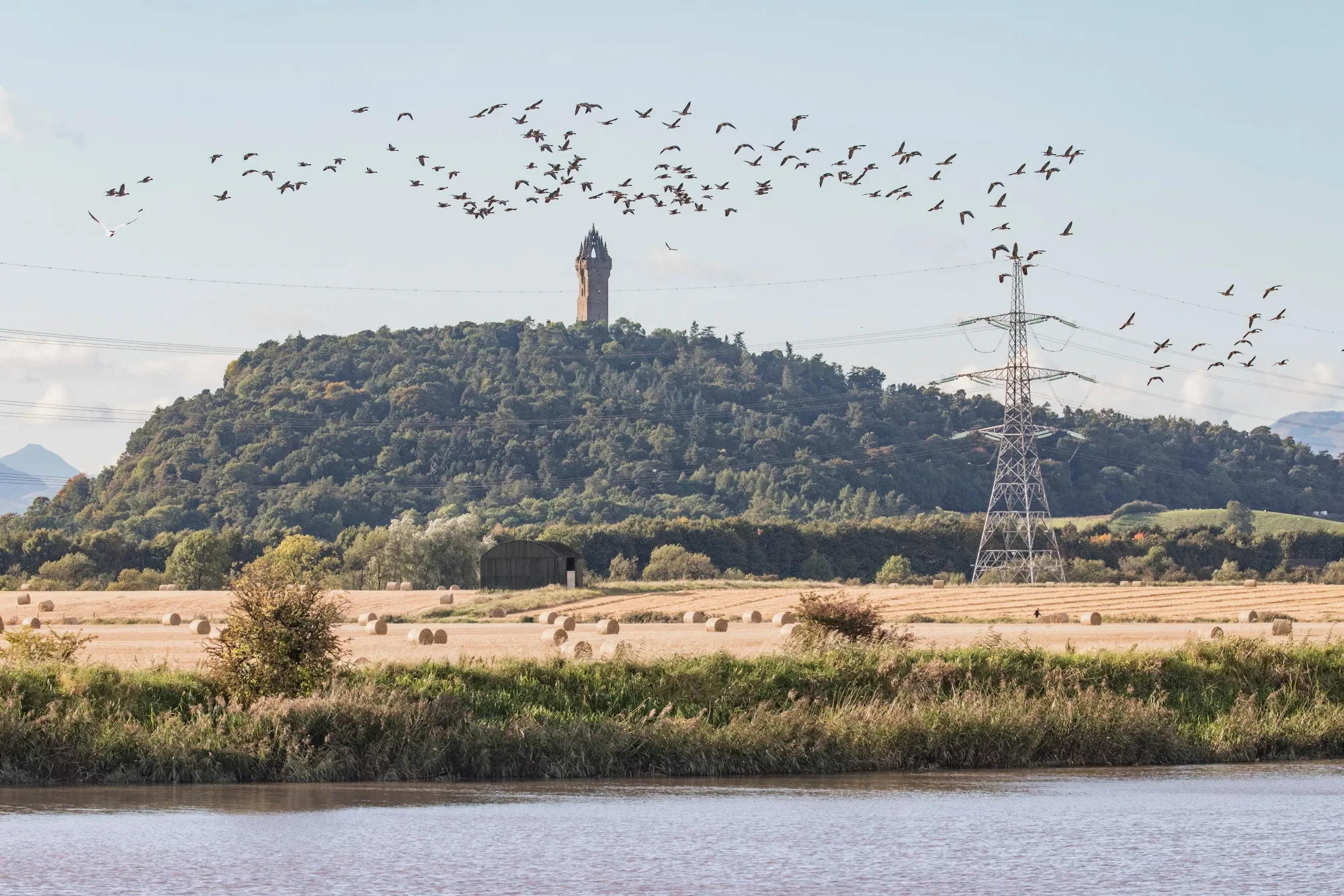 Pink-footed Geese, flock in flight against Stirling Castle