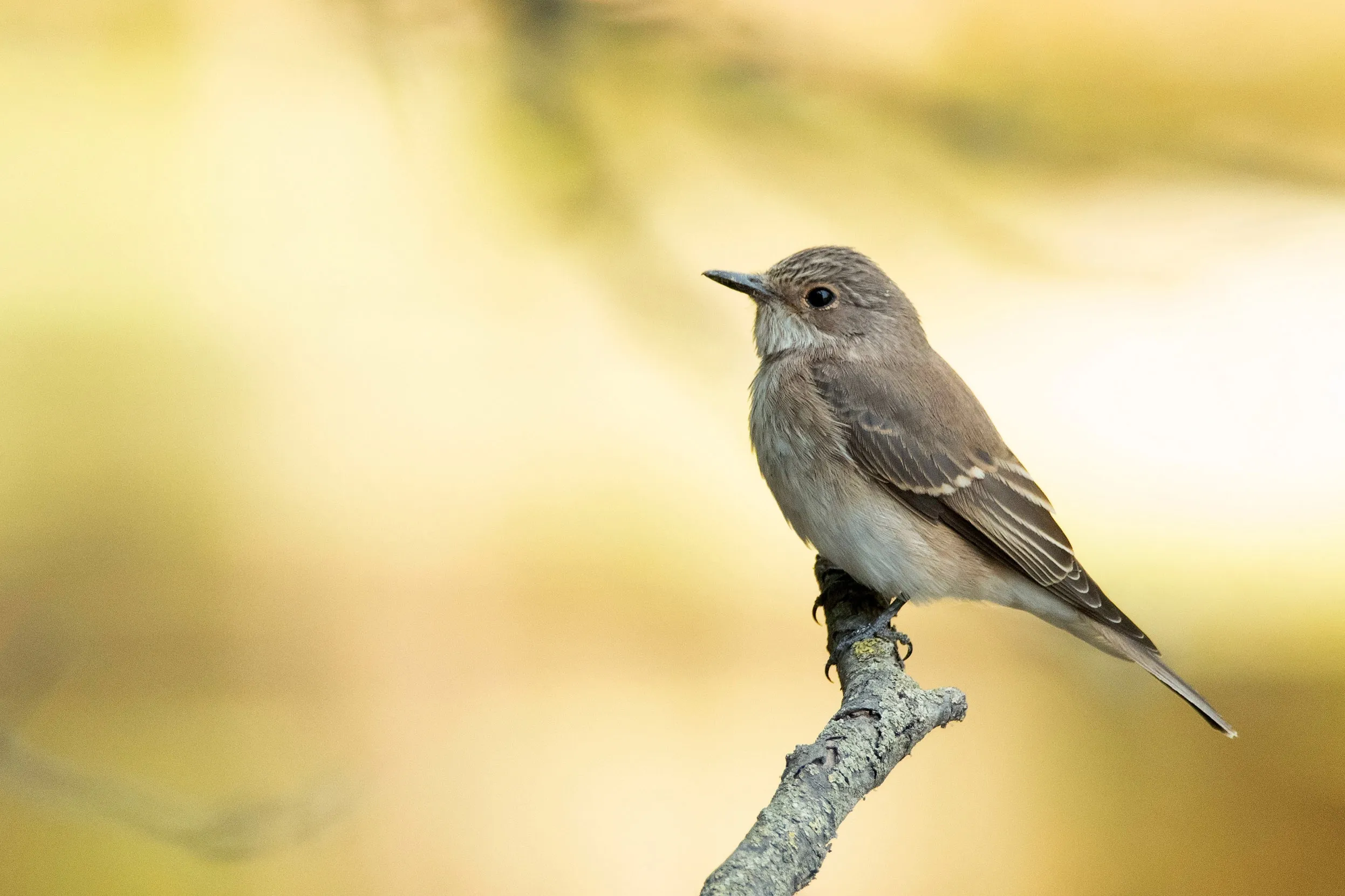 A lone Spotted Flycatcher perched on a branch.