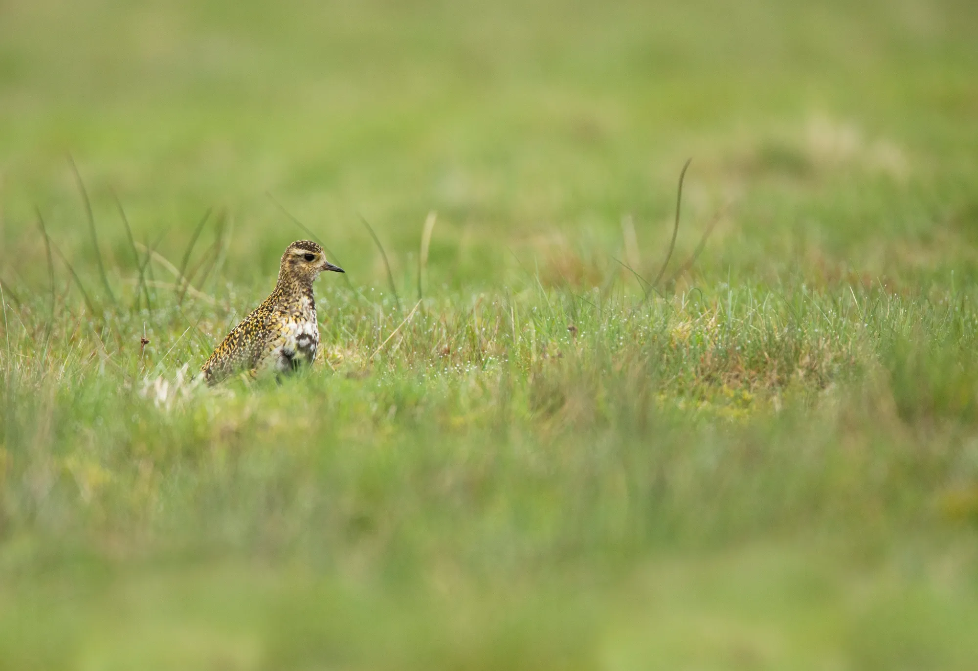 Golden Plover, adult in grassland