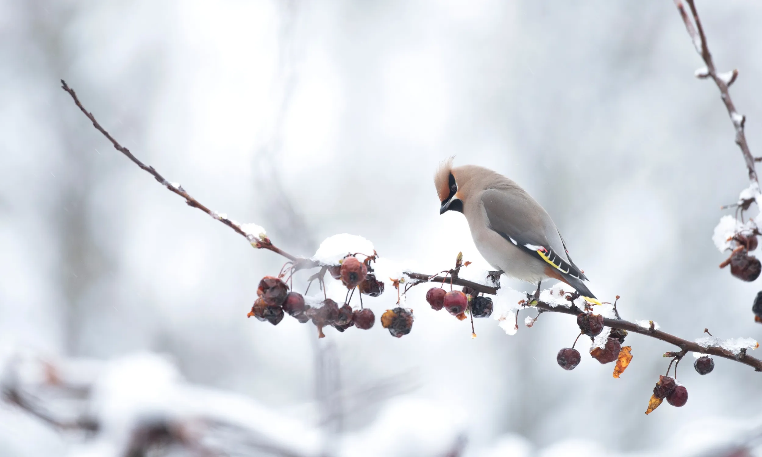 Waxwing, adult perched in ornamental crab apple tree during snowy period of weather