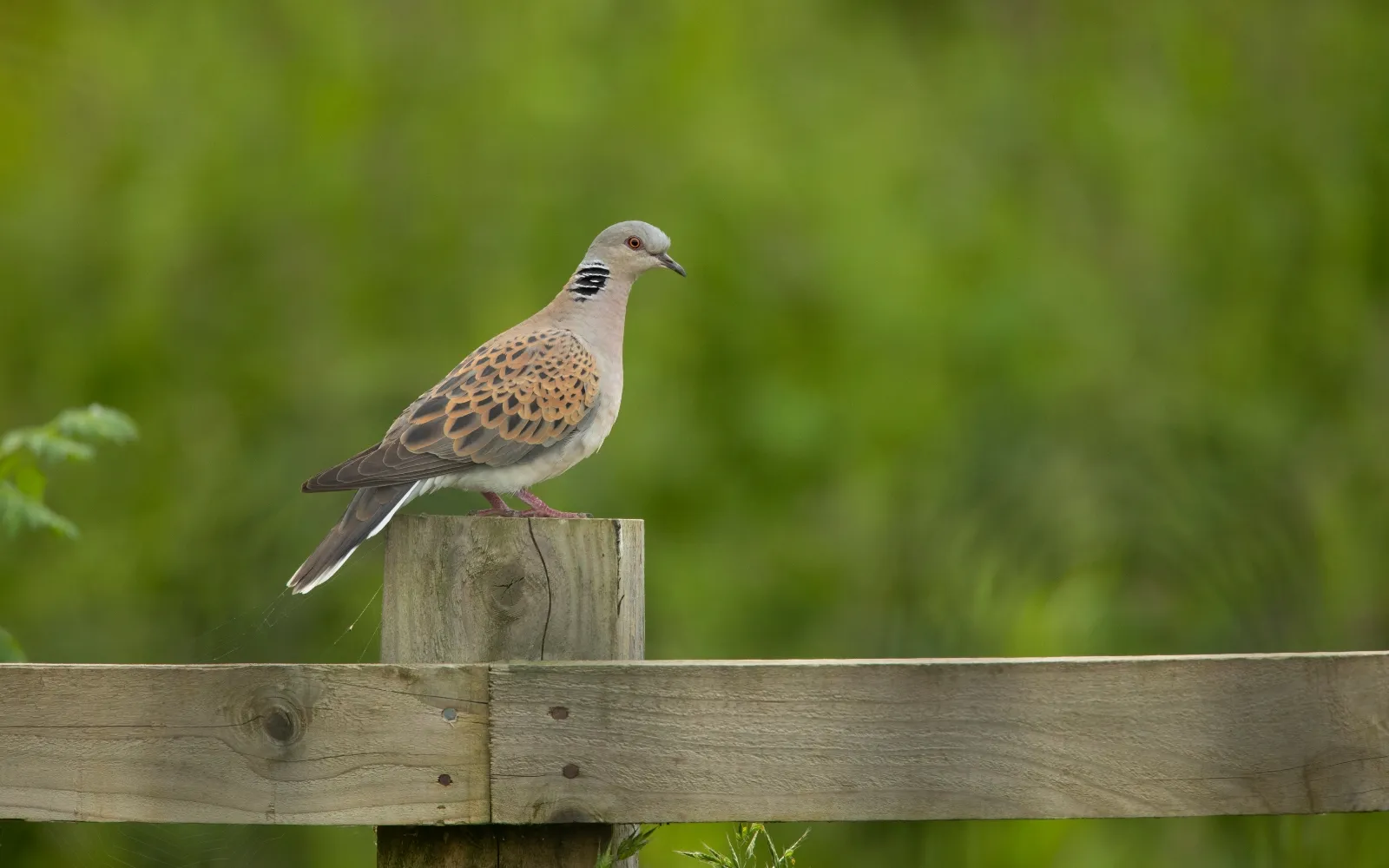 A Turtle Dove perched perched on a fence post.