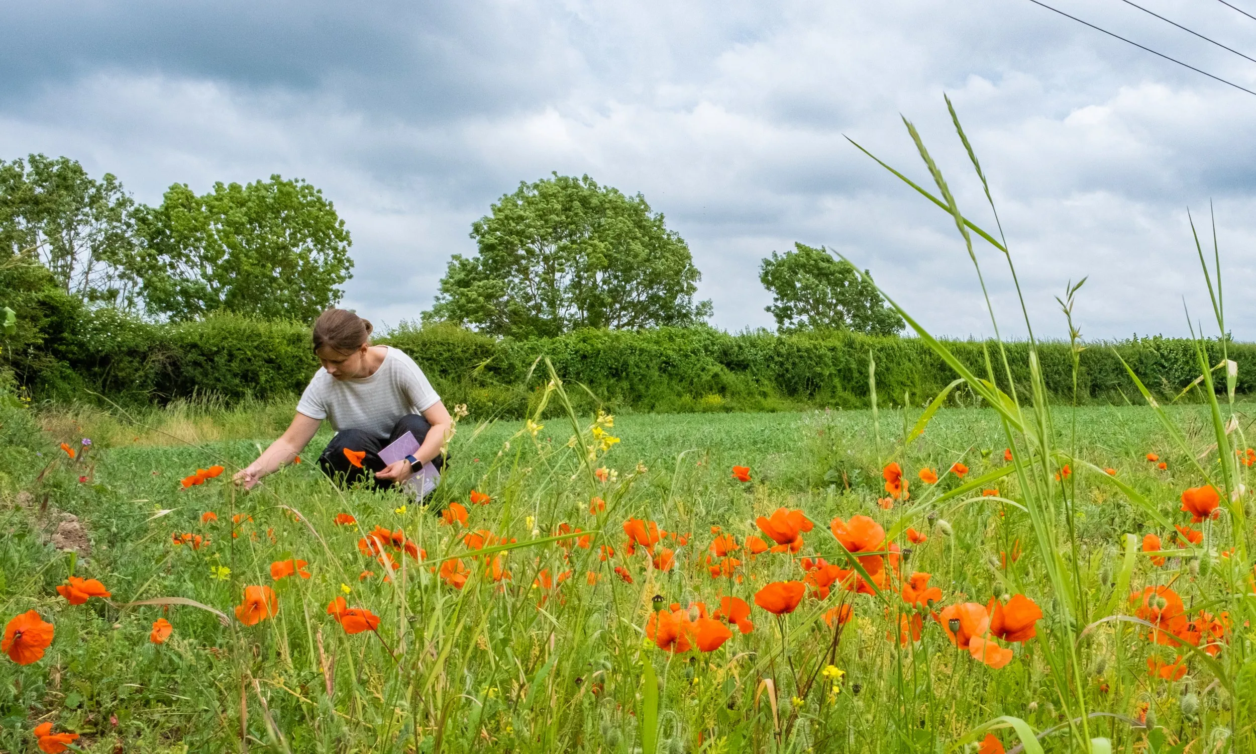 A member of Operation Turtle Dove studying the different plant species in cultivated margins