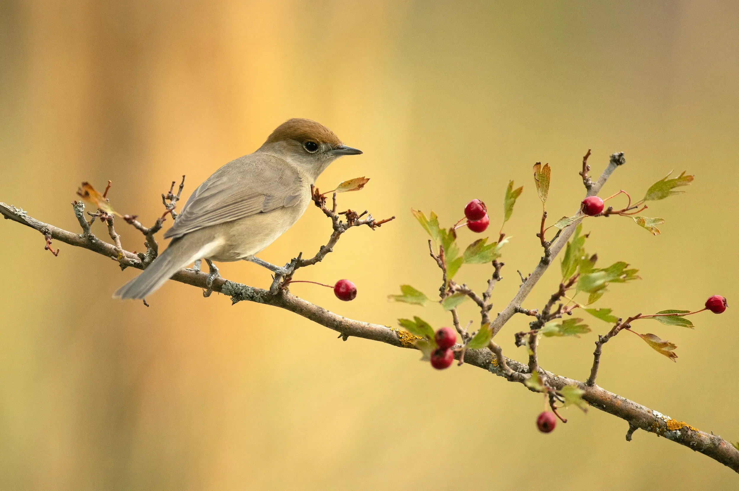 A female Blackcap perched on a branch surrounded by berries.