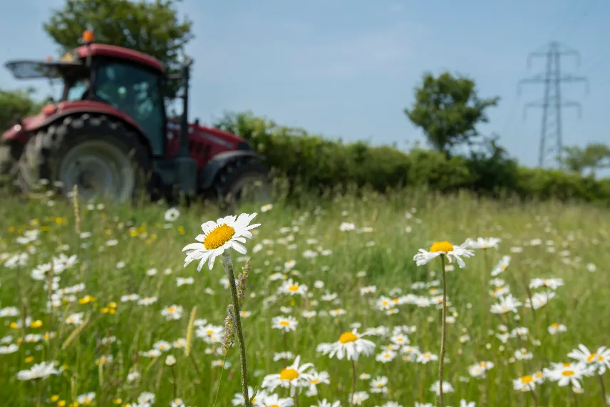 A field full of wild daisies with a tractor in the background.