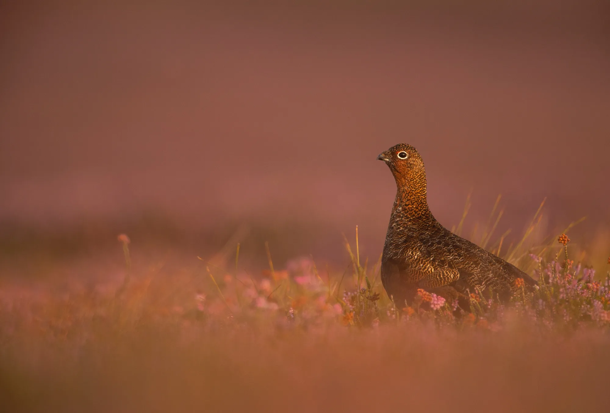Red Grouse, adult in flowering heather moorland