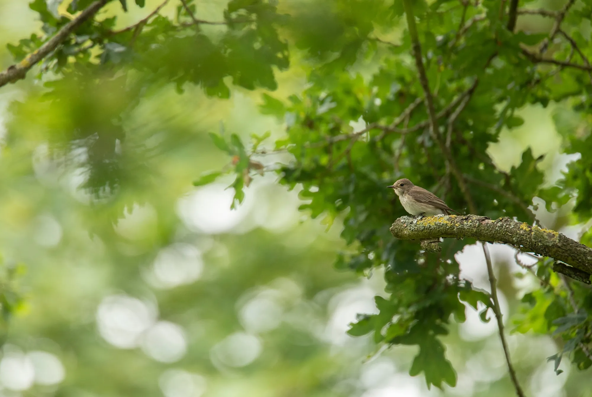 Spotted Flycatcher perched in a tree.