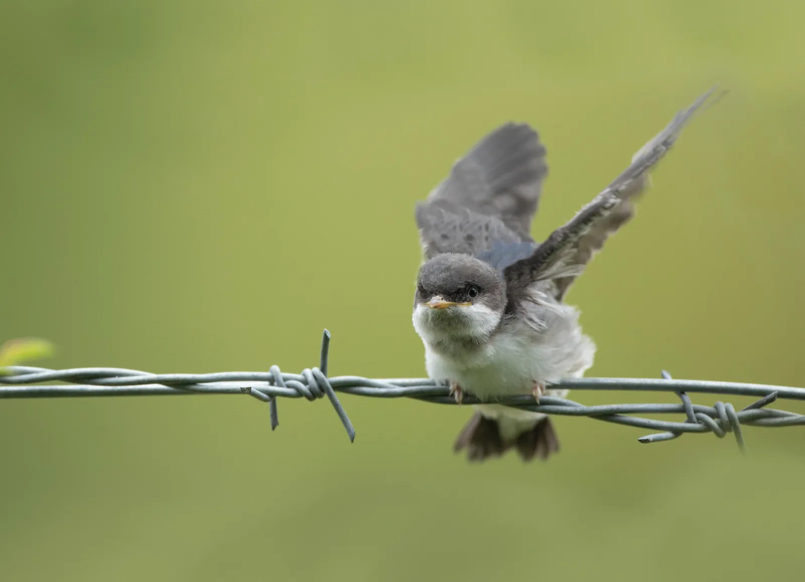 House Martin newly fledged bird perched on barbed wire fence.