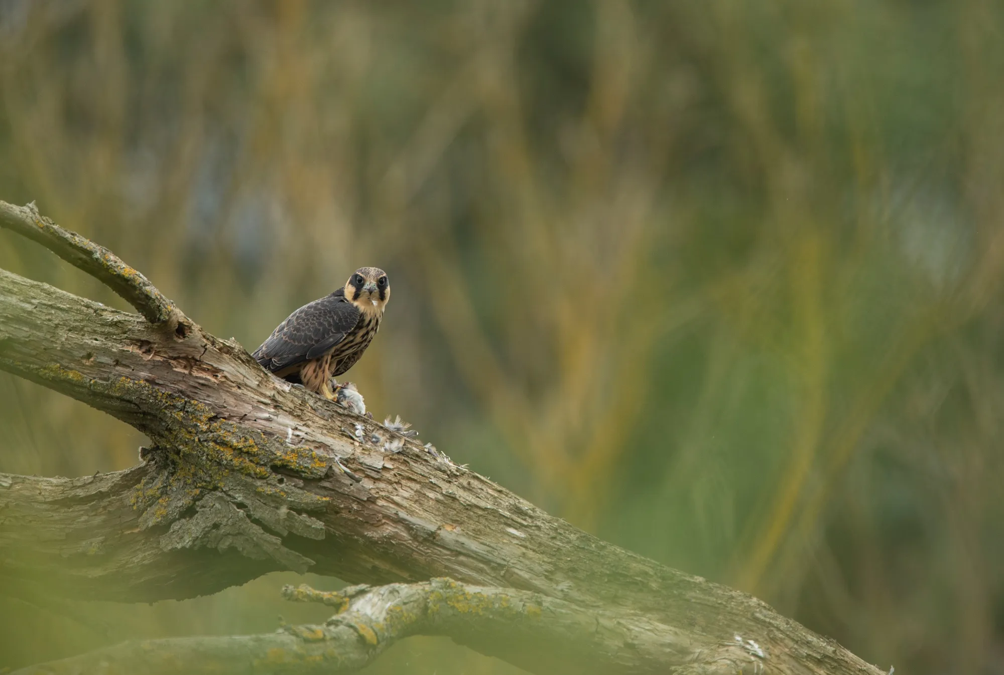 Newly fledged Hobby perched in a dead tree eating prey.