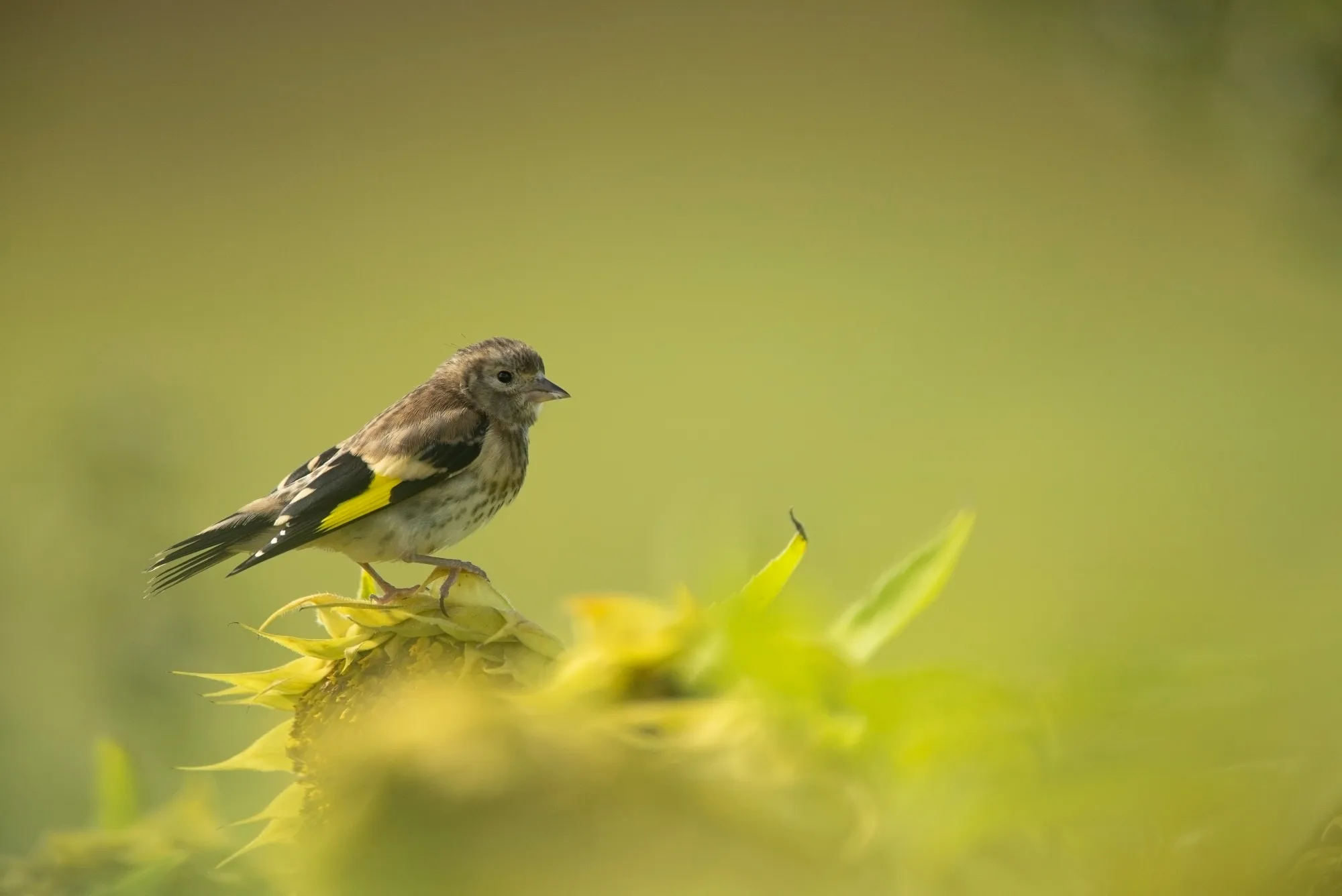 Juvenile Goldfinch perched in a Sunflower strip.