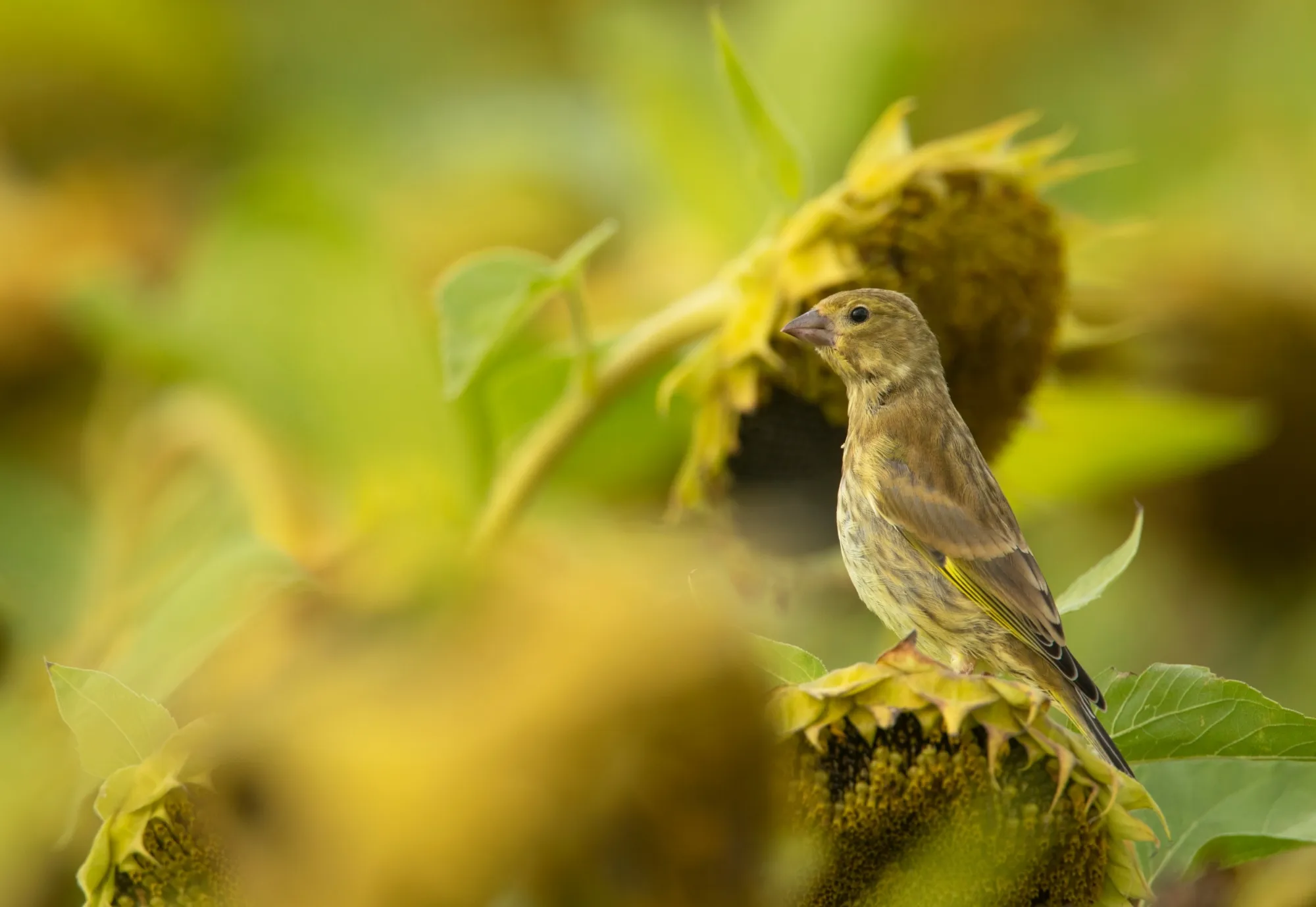Greenfinch perched on a sunflower head, eating the seeds.