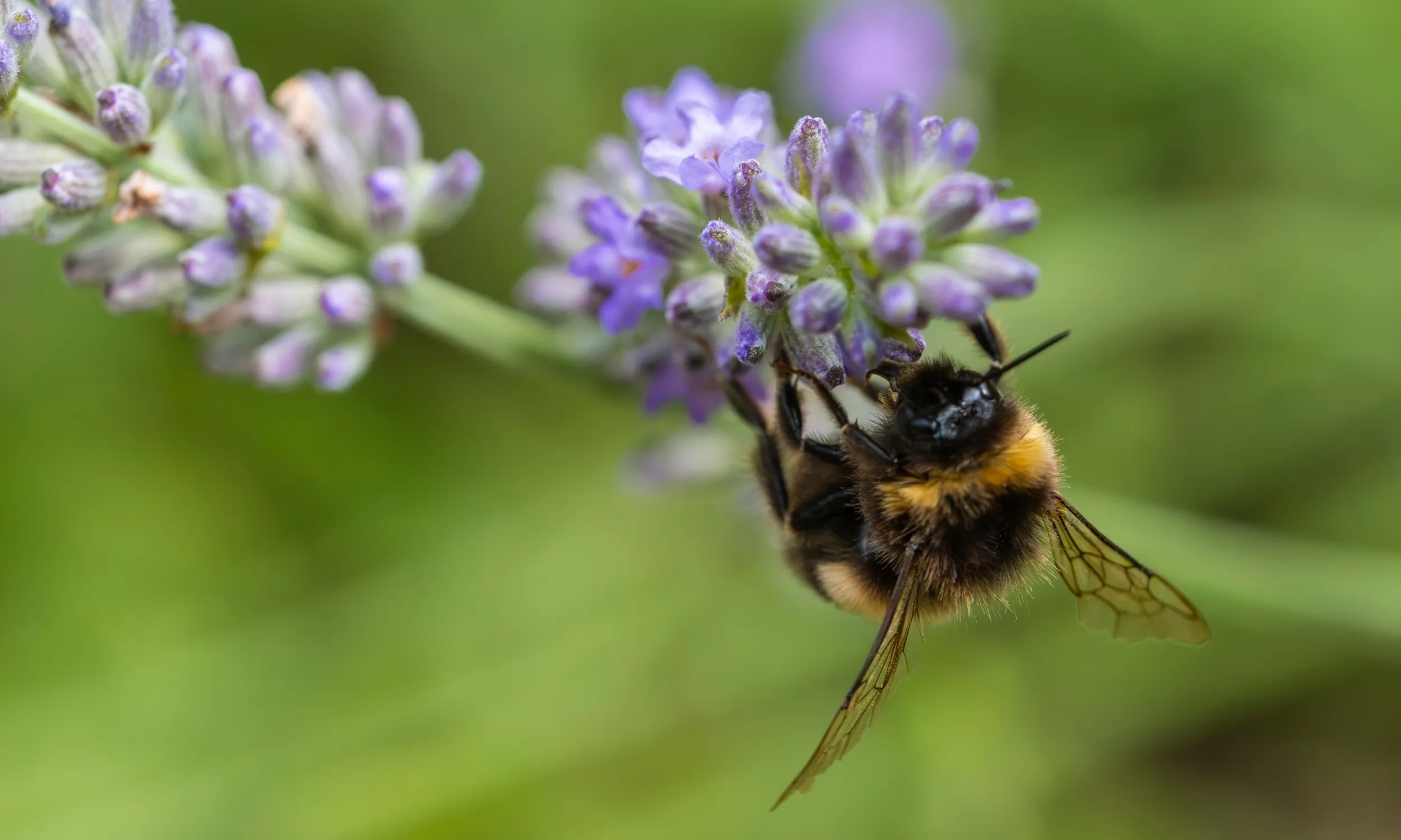 Buff-tailed Bumblebee, feeding on lavender flowers, RSPB Flatford Wildlife Garden Nature Reserve