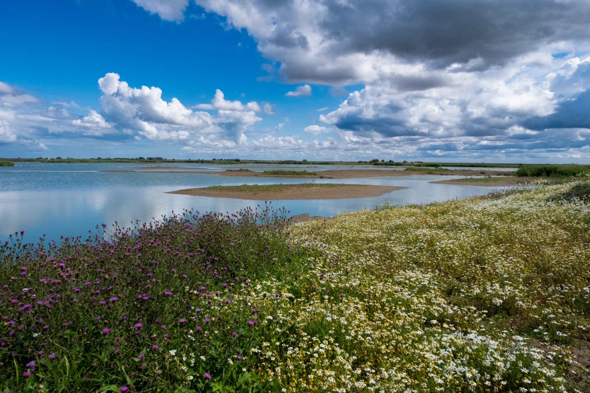 Reedbeads with flowers RSPB Frampton Marshes