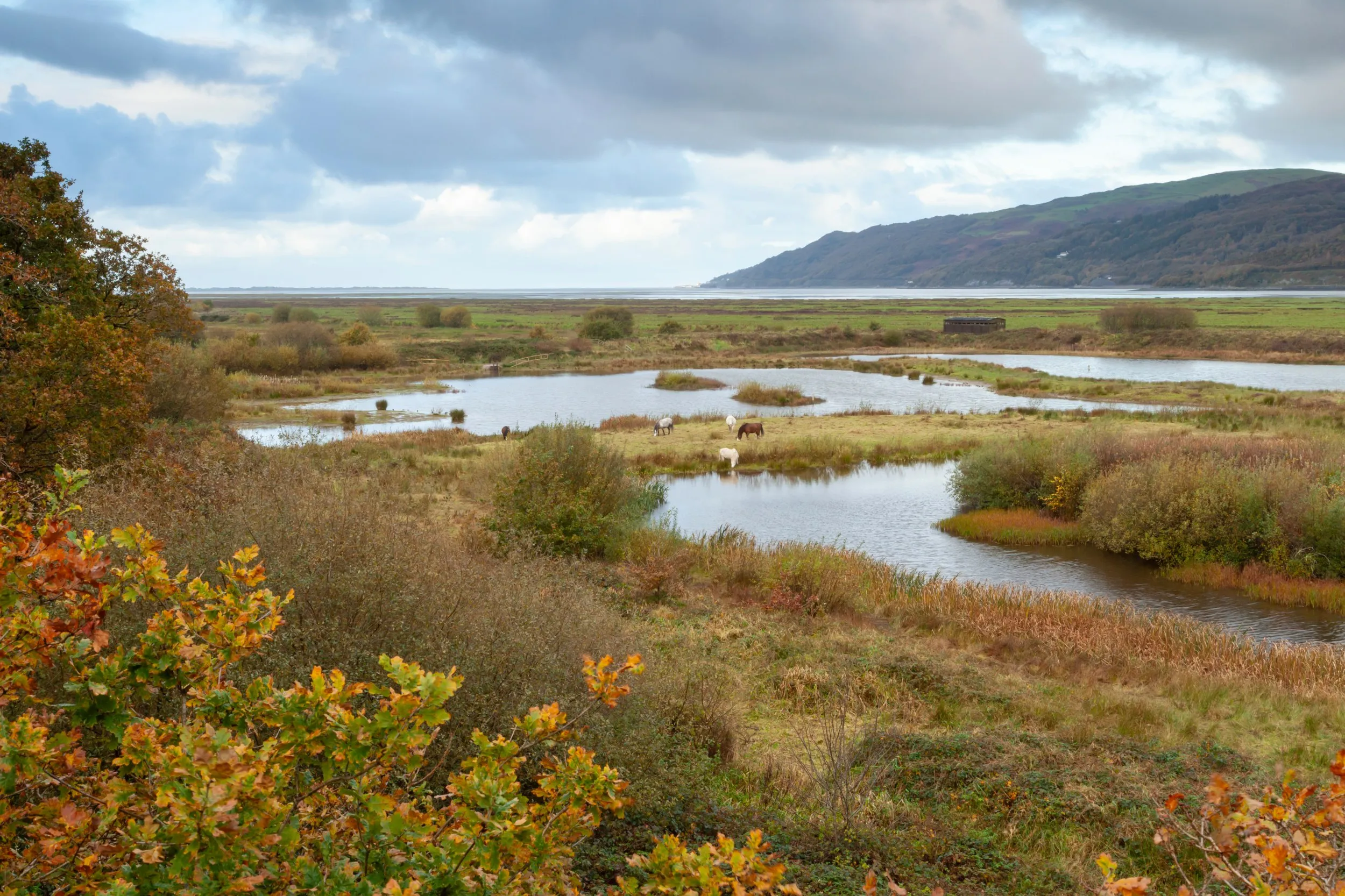 view from Saltings Hide.
